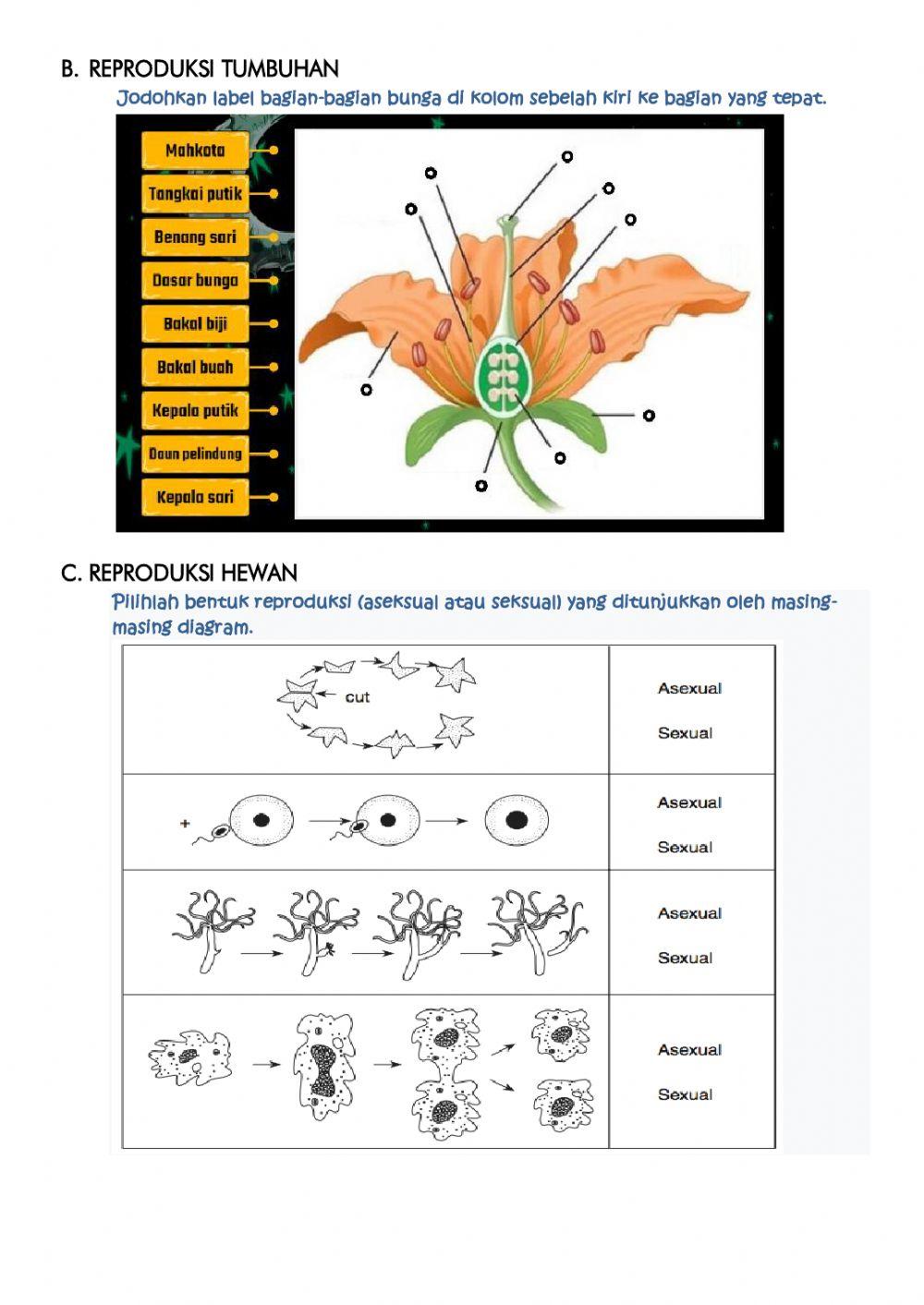 Lkpd reproduksi kelas 9