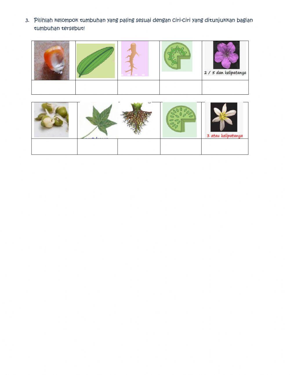 Lkpd Struktur dan Fungsi Tumbuhan