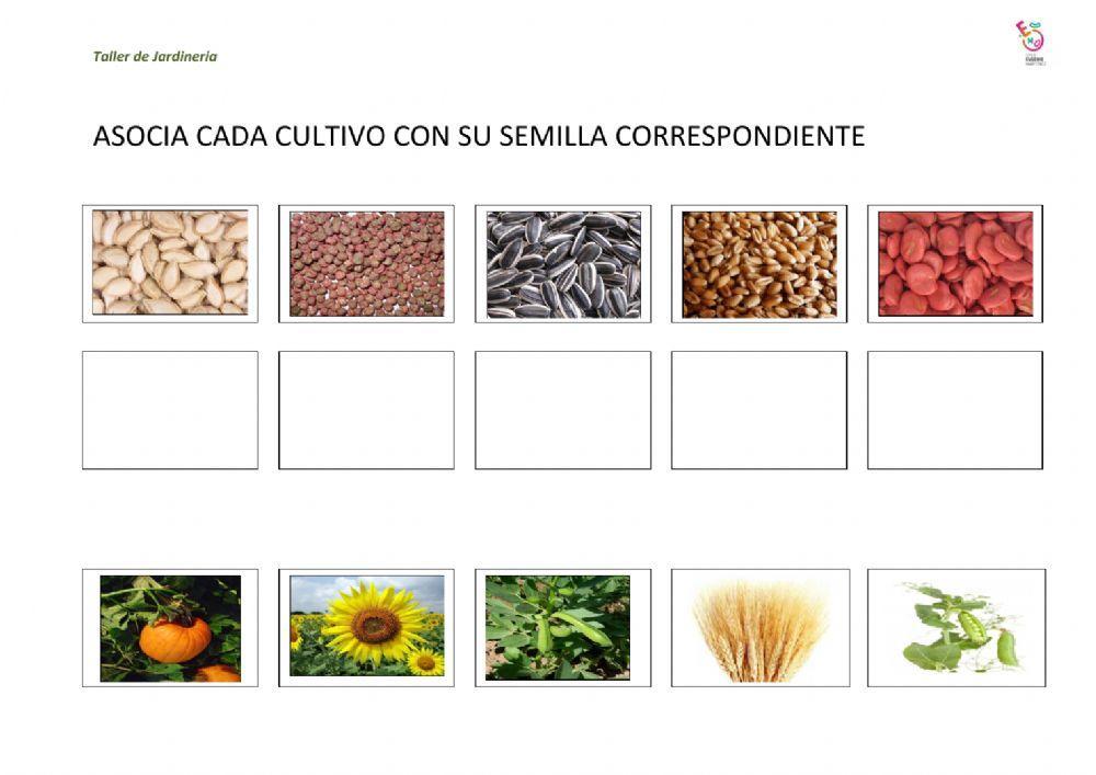 Asociar cultivo - semilla