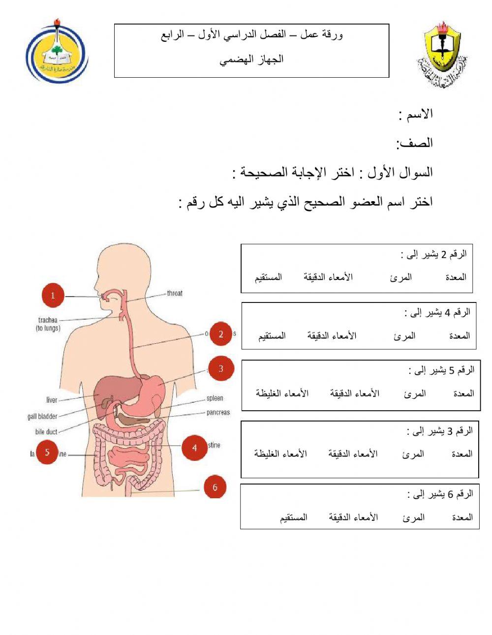 أجزاء الجهاز الهضمي