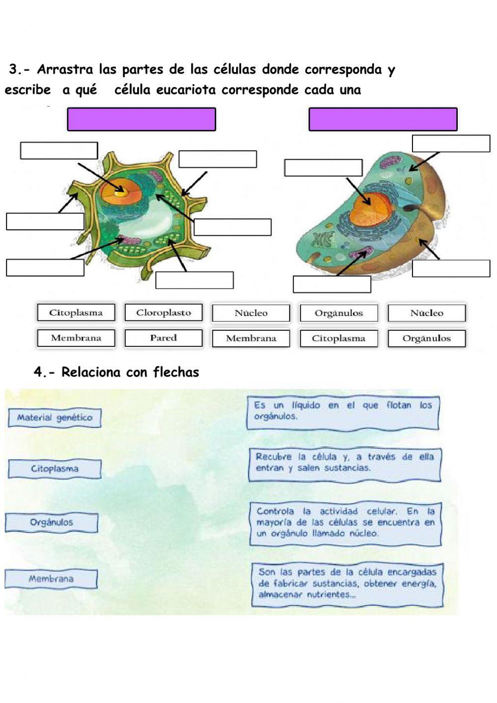 Las células y sus tipos