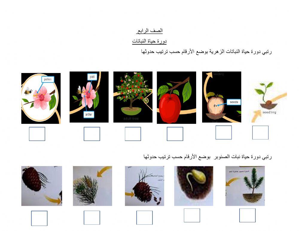 دورة حياة النباتات
