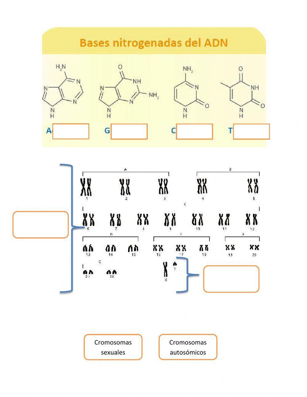 Estructura química del ADN