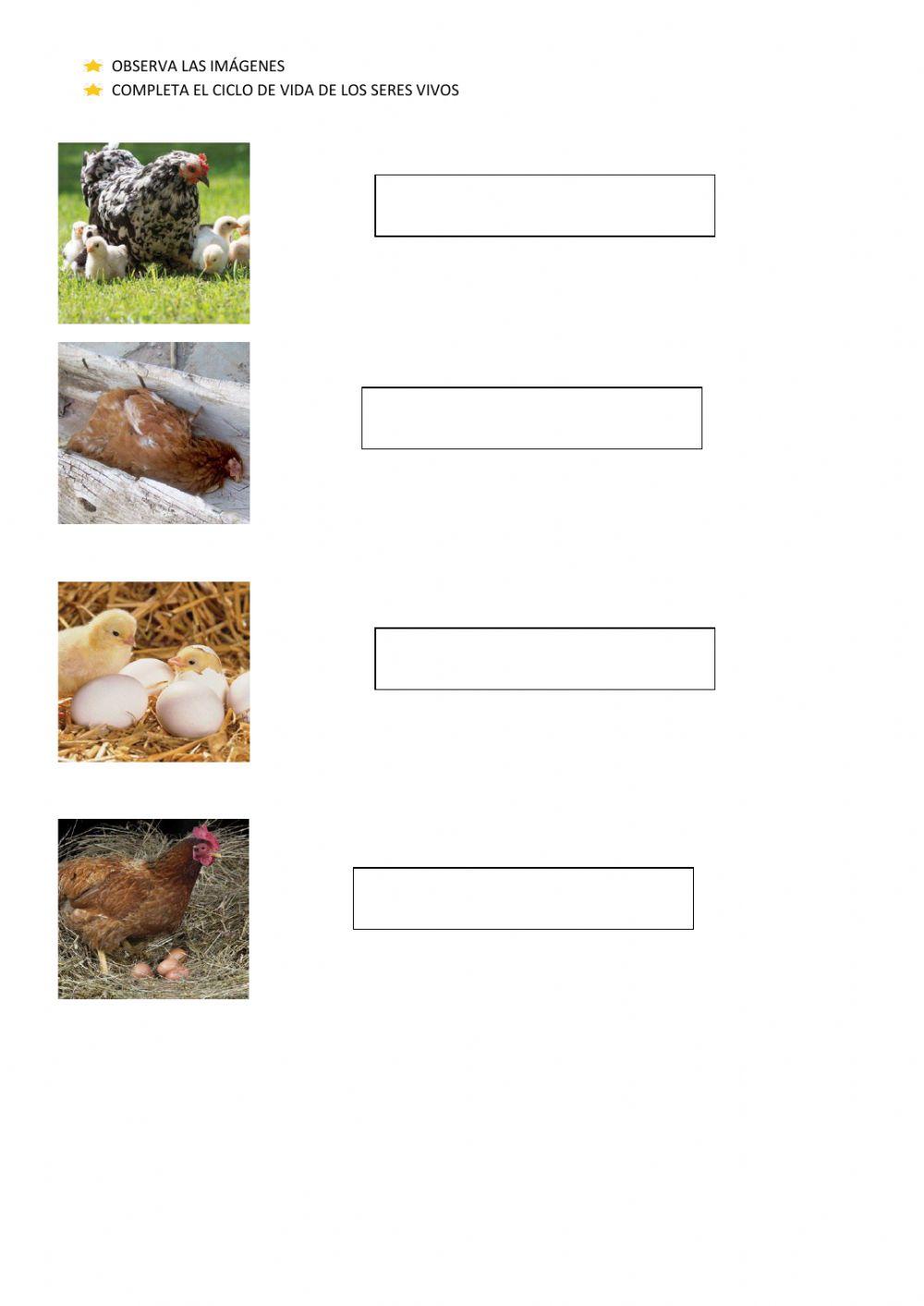 Ciclo de vida seres vivos