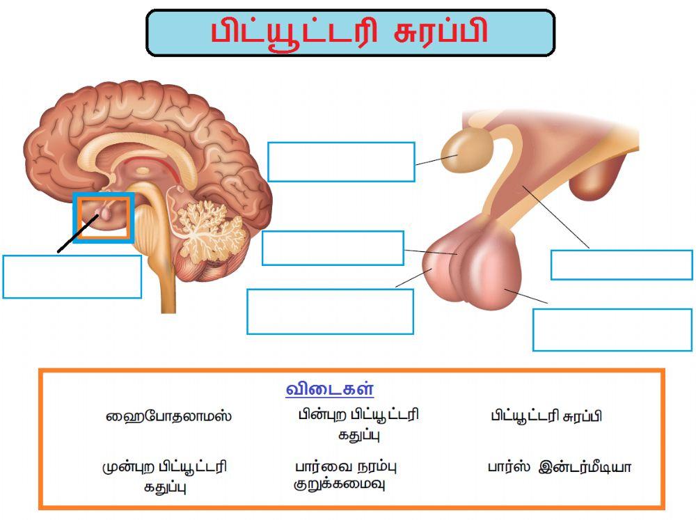 அலகு 16. தாவர மற்றும் விலங்கு ஹார்மோன்கள்