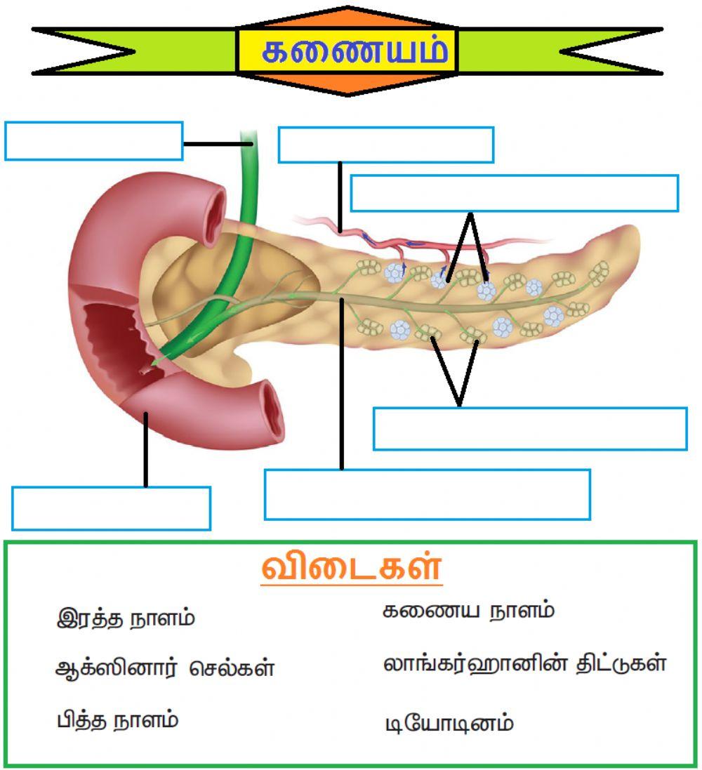 அலகு 16. தாவர மற்றும் விலங்கு ஹார்மோன்கள்