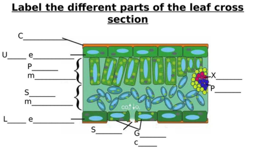 Cross section of Leaf