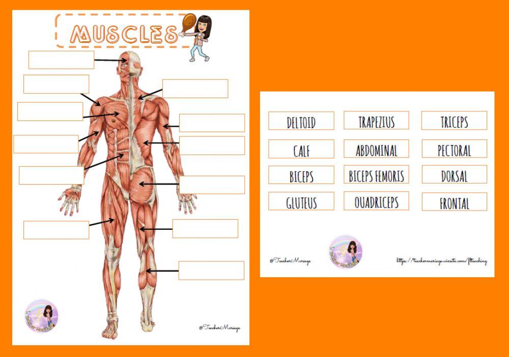 Muscles - science