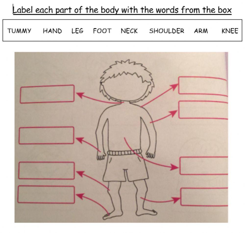 Label the parts of the body