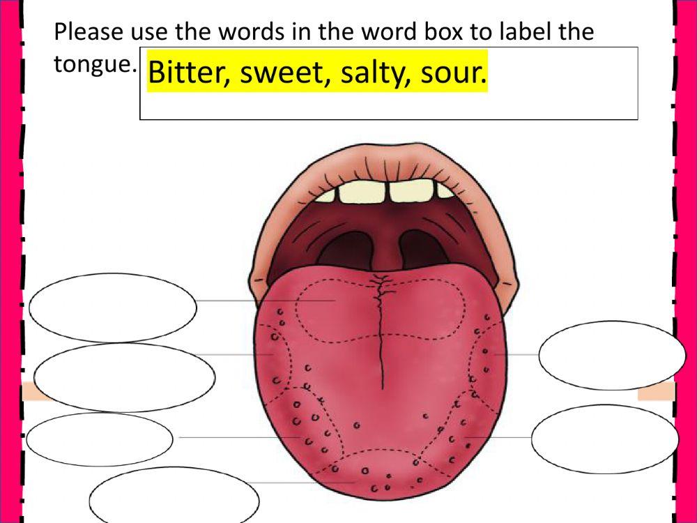 Human anatomy - week -