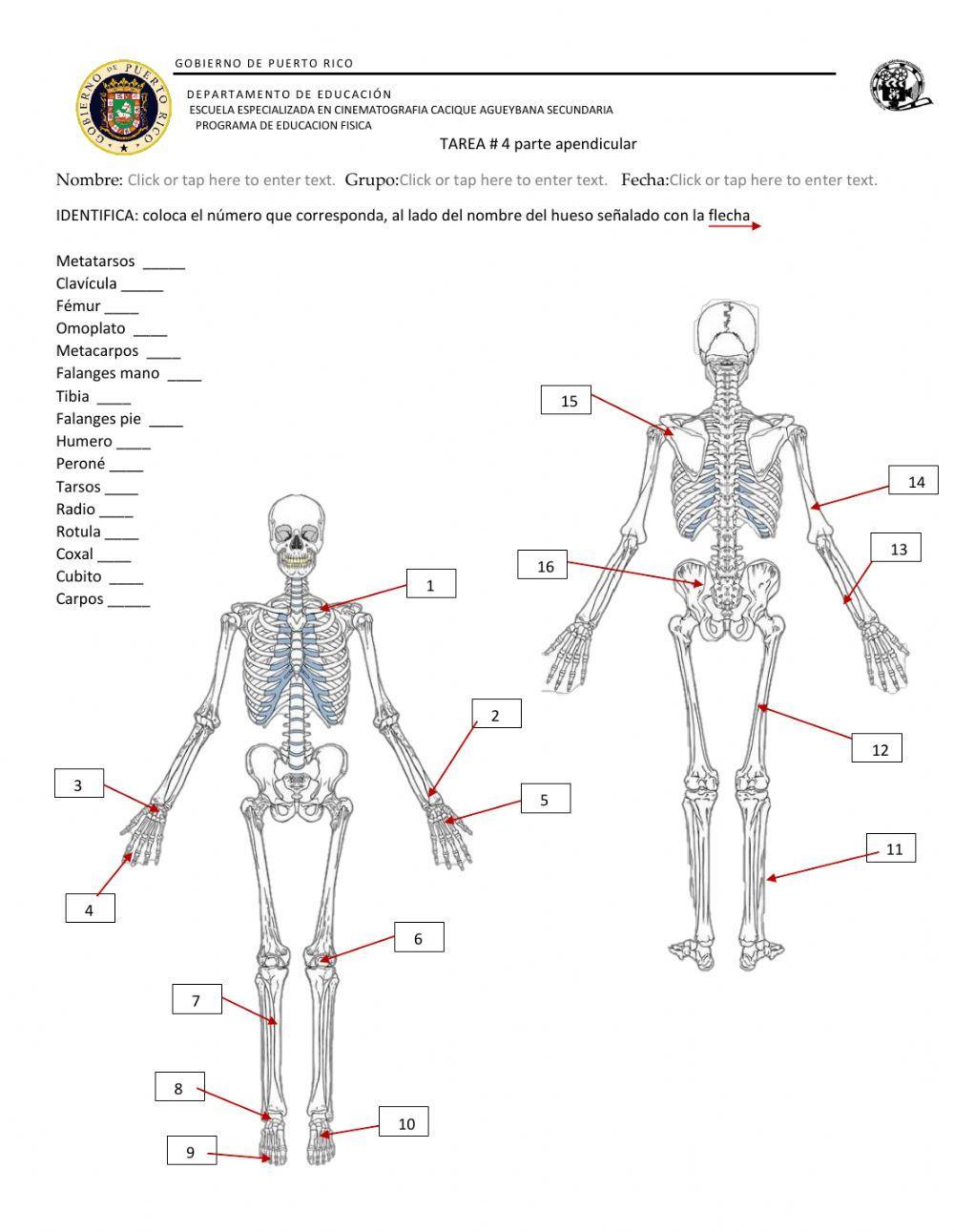 Esqueleto parte apendicular