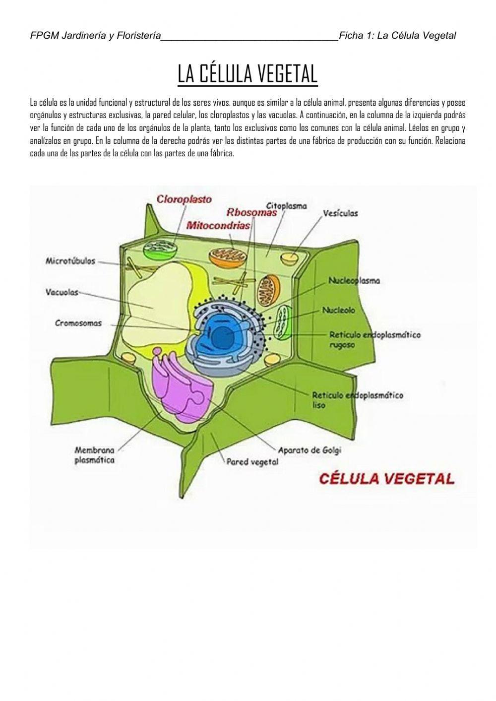 La Célula Vegetal - La Fábrica