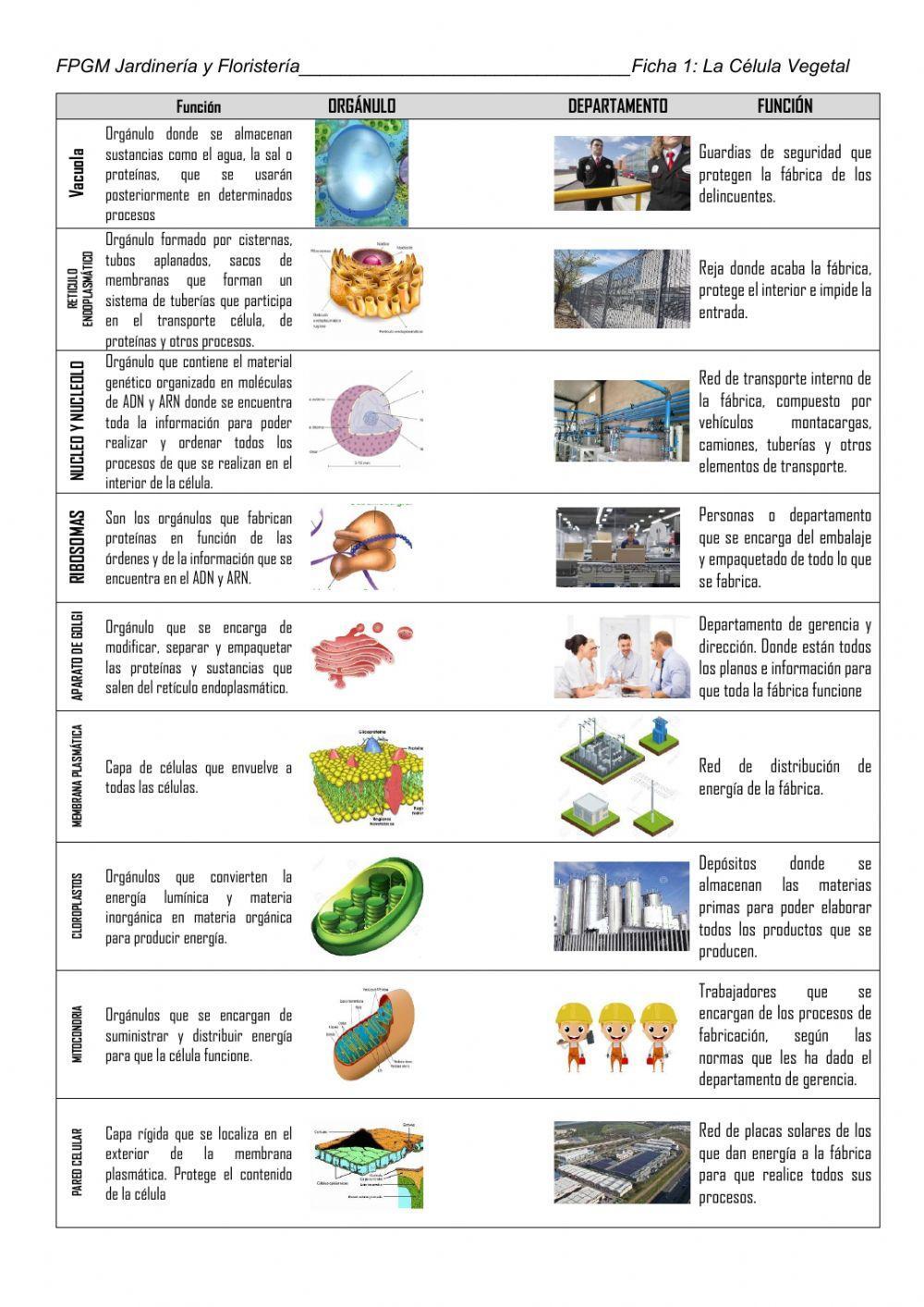 La Célula Vegetal - La Fábrica