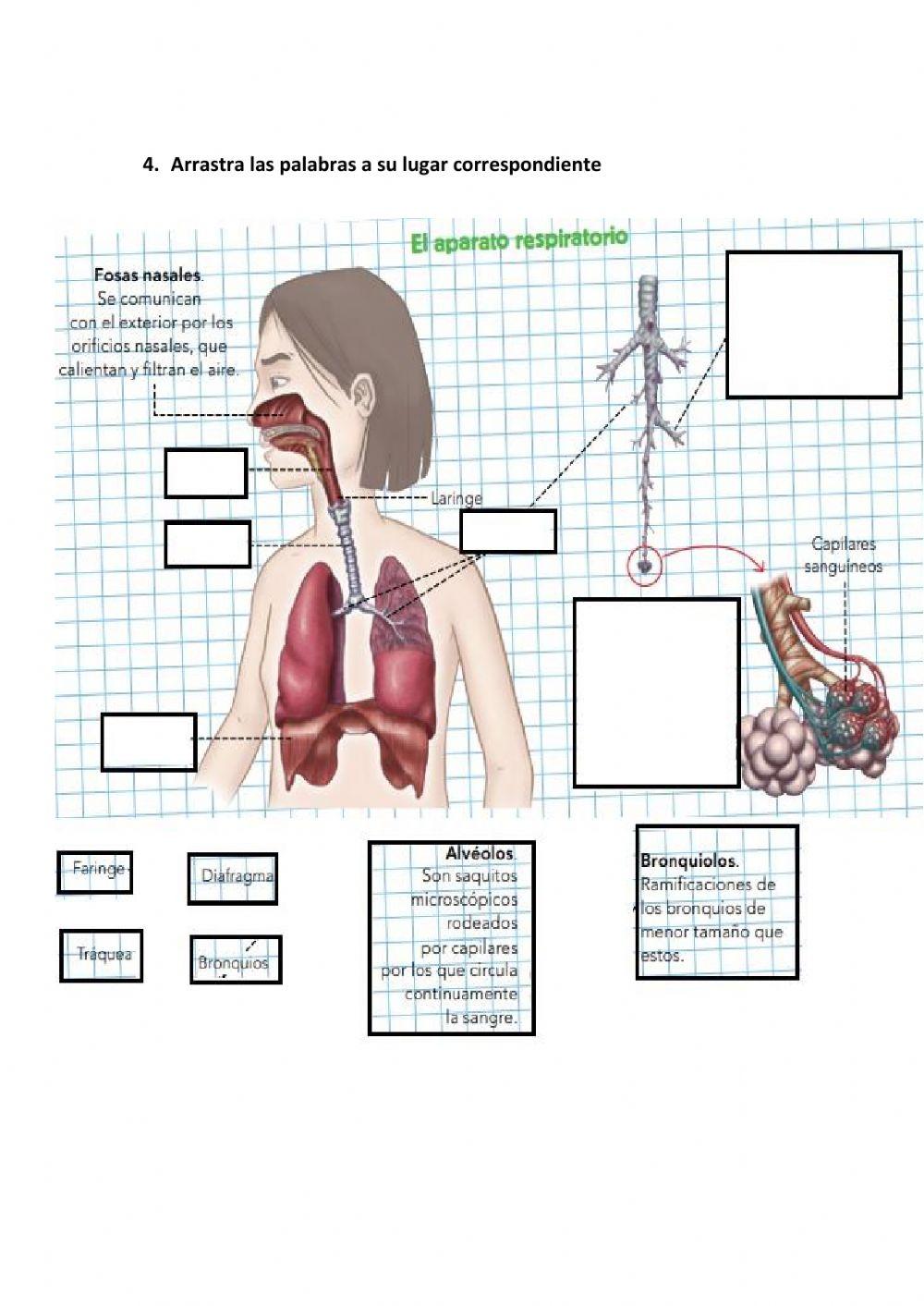 Las funciones vitales