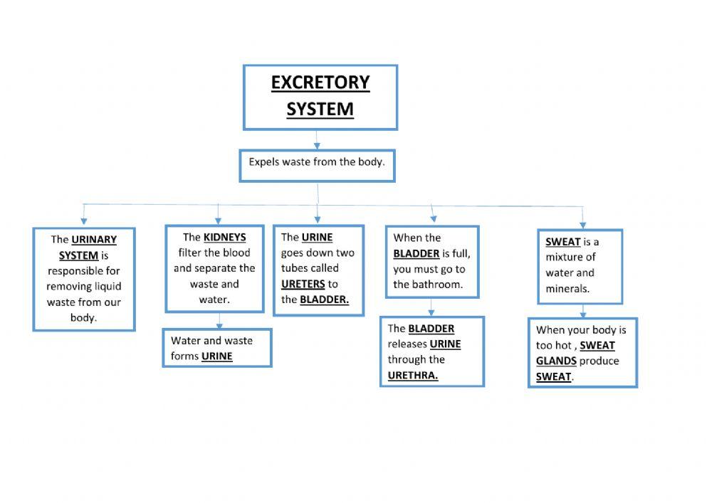 Excretory System Scheme