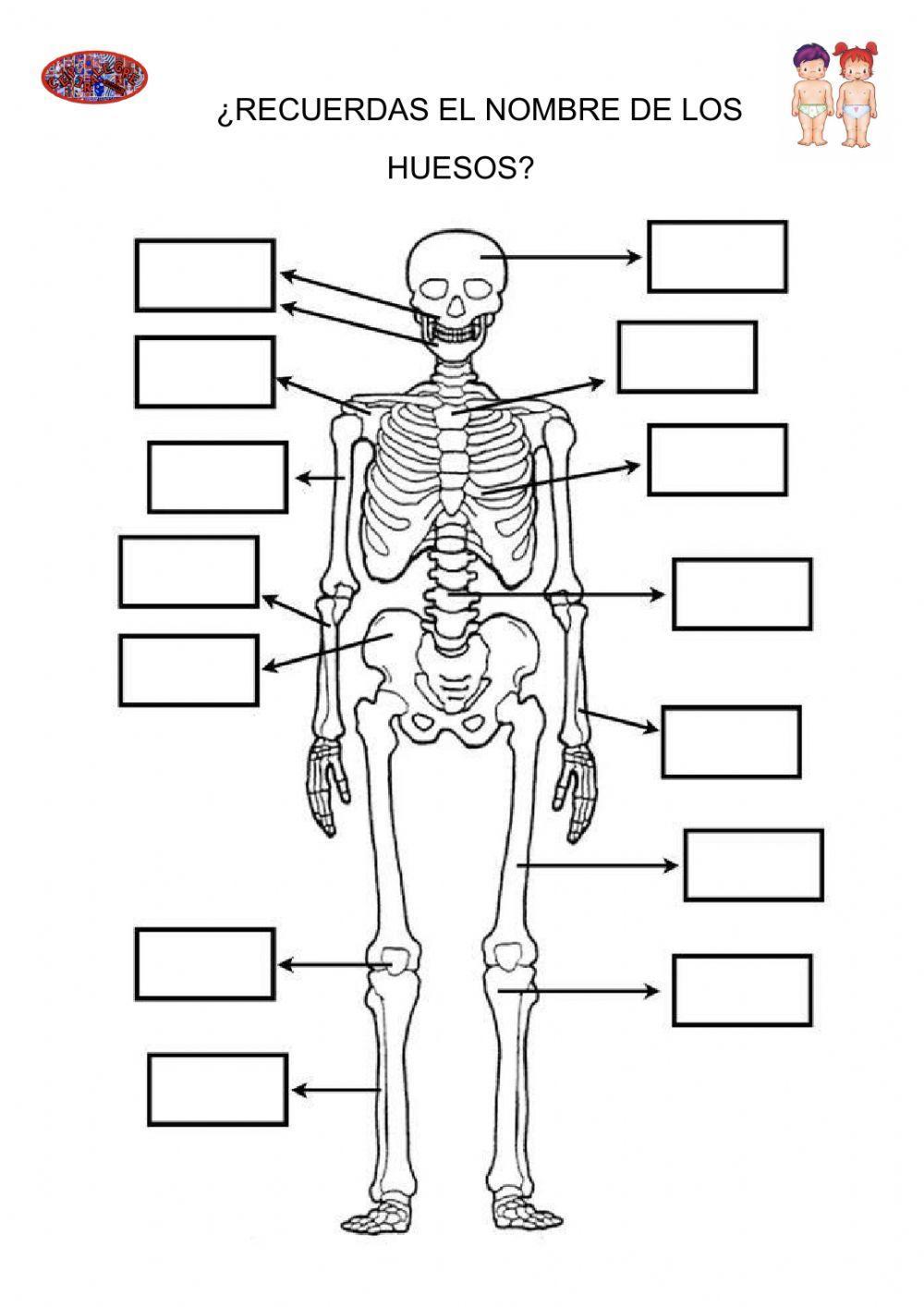 ¿conoces los huesos?