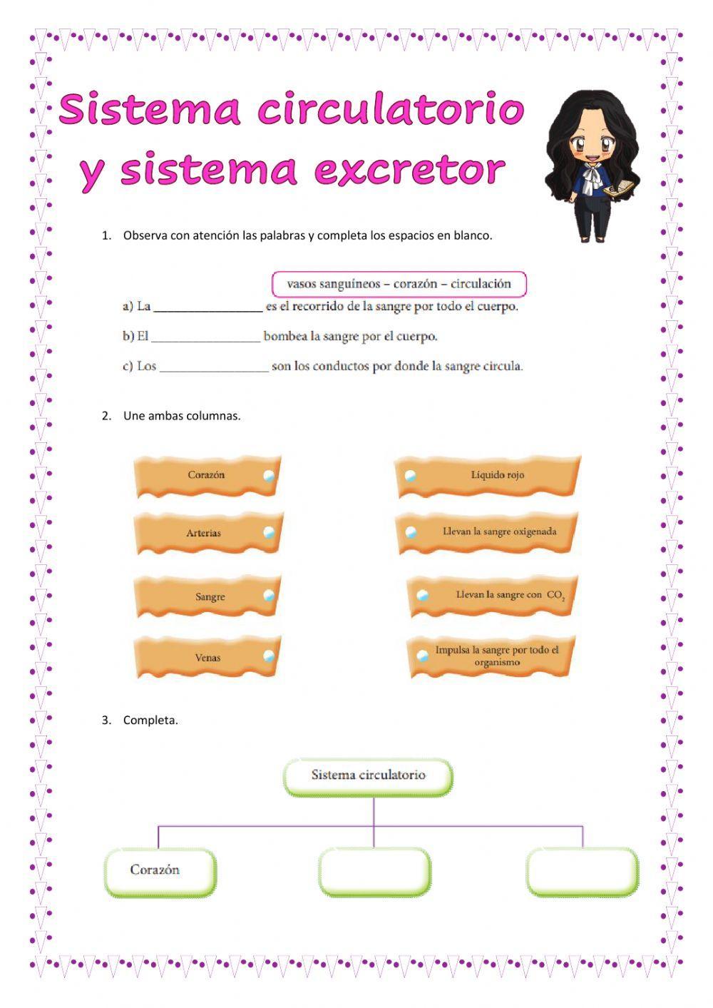 Sistema circulatorio y sistema excretor