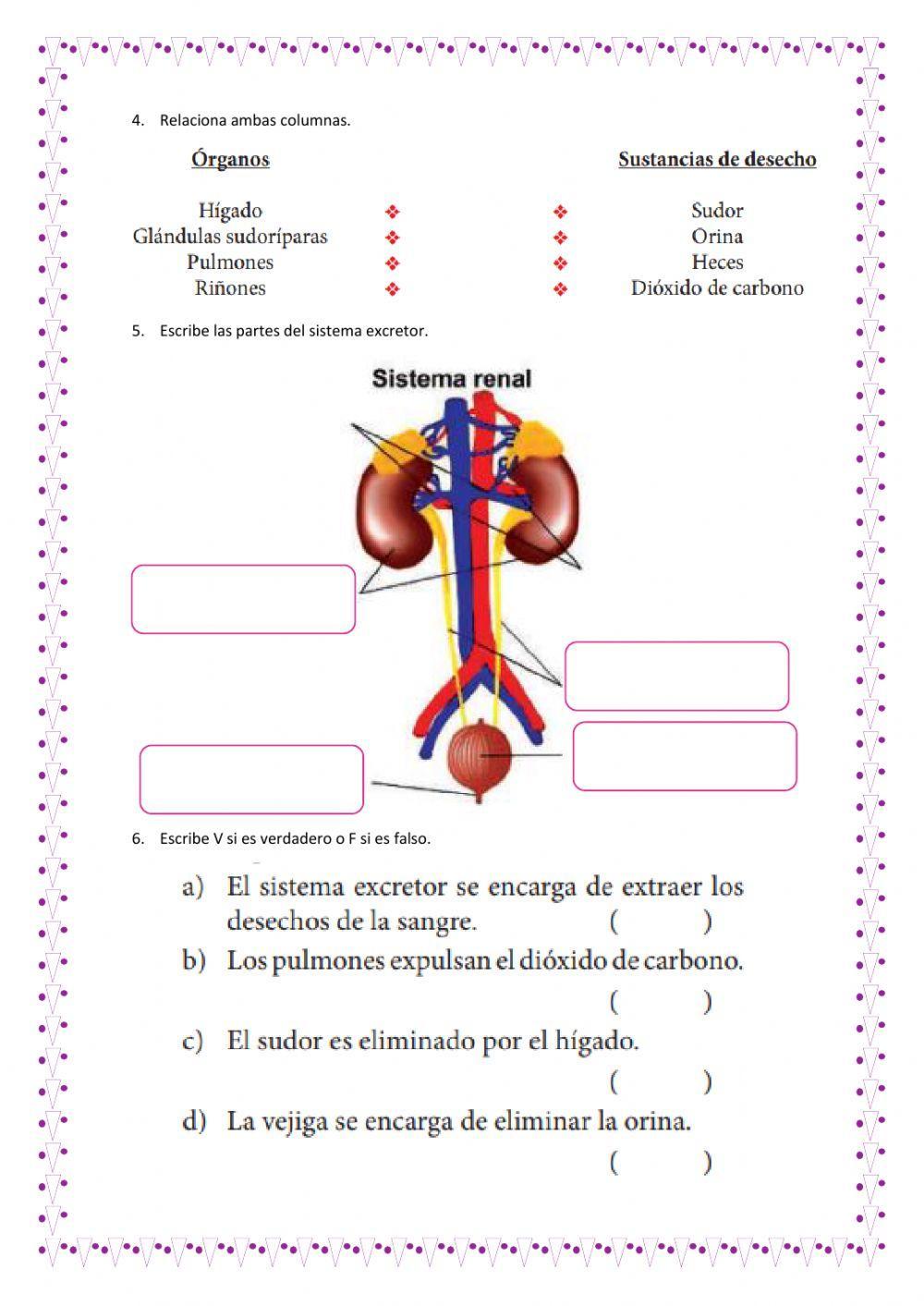 Sistema circulatorio y sistema excretor
