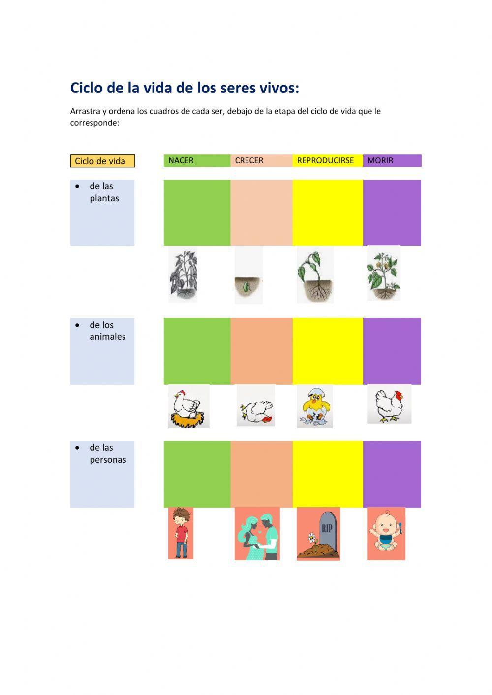 Ciclo de vida de los seres vivos