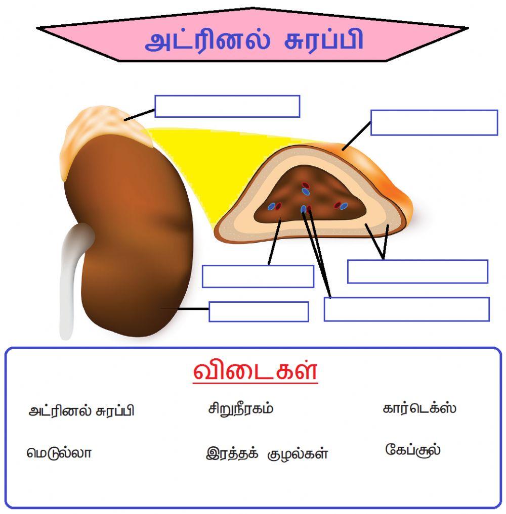அலகு 16. தாவர மற்றும் விலங்கு ஹார்மோன்கள்