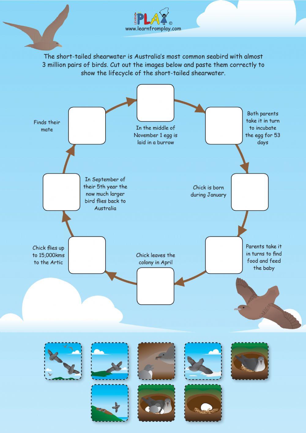 Windcatcher - Life Cycle