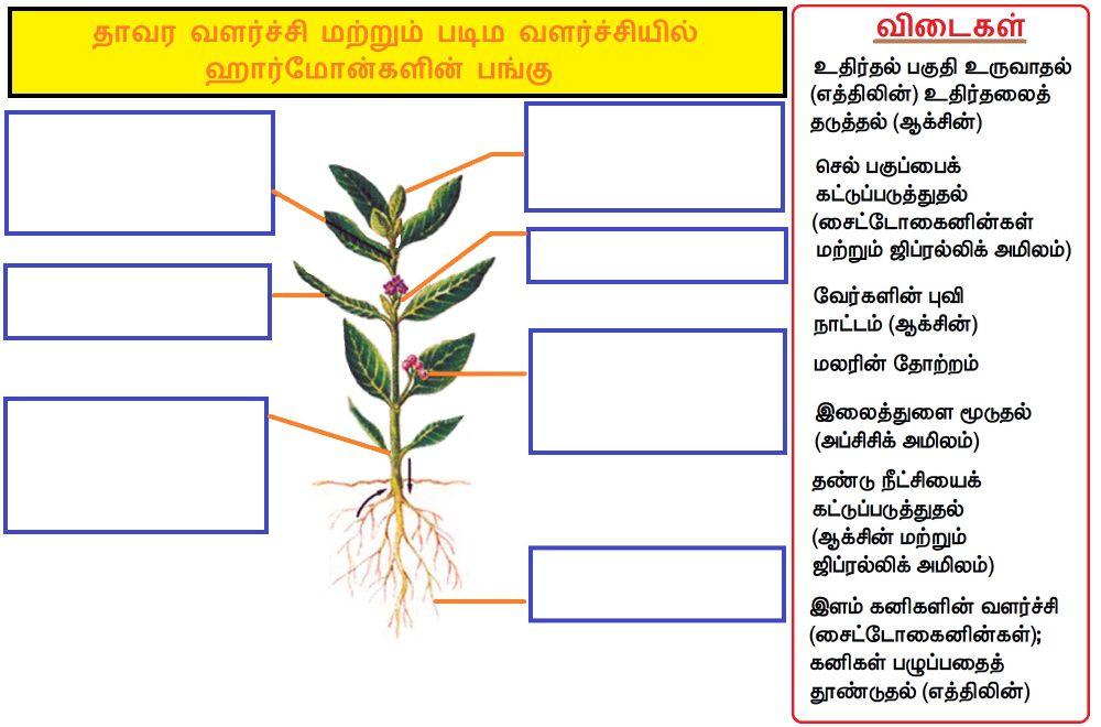 அலகு 16. தாவர மற்றும் விலங்கு ஹார்மோன்கள்