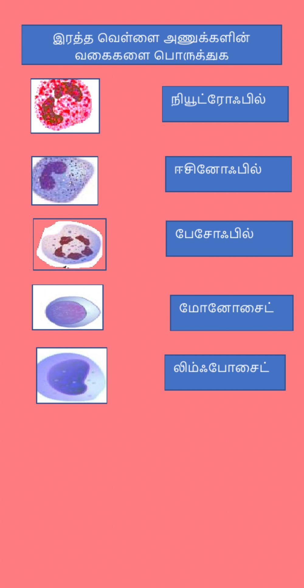 விலங்குகளின் சுற்றோட்டம்