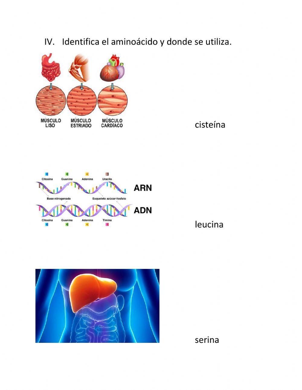 Tipos de proteínas