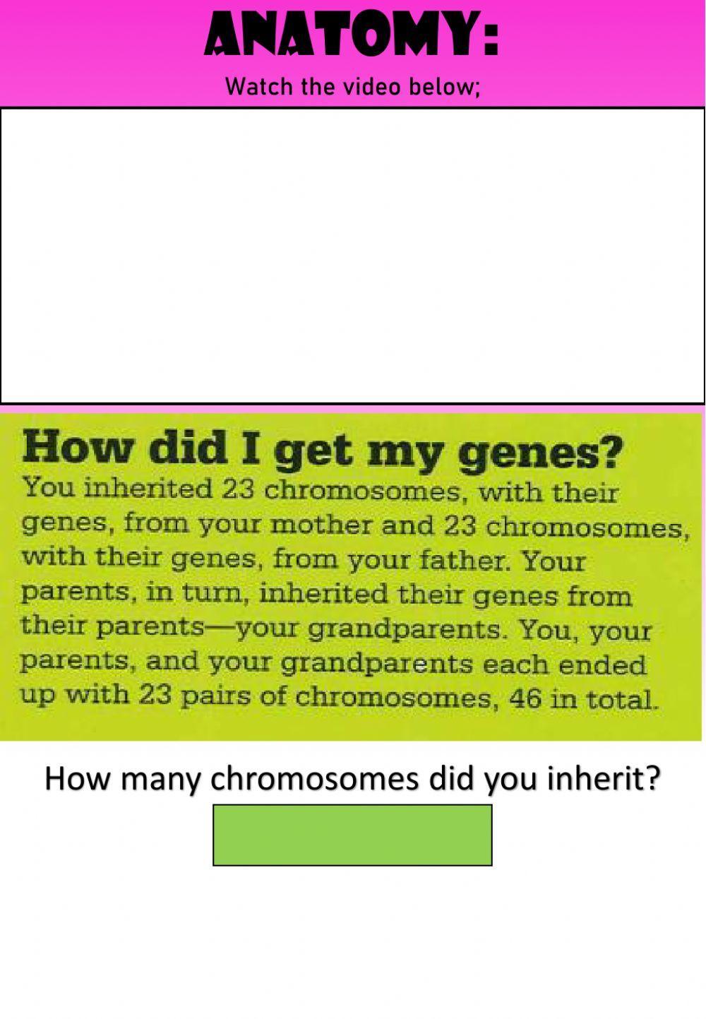 WEEK 32: WEDNESDAY: Genes