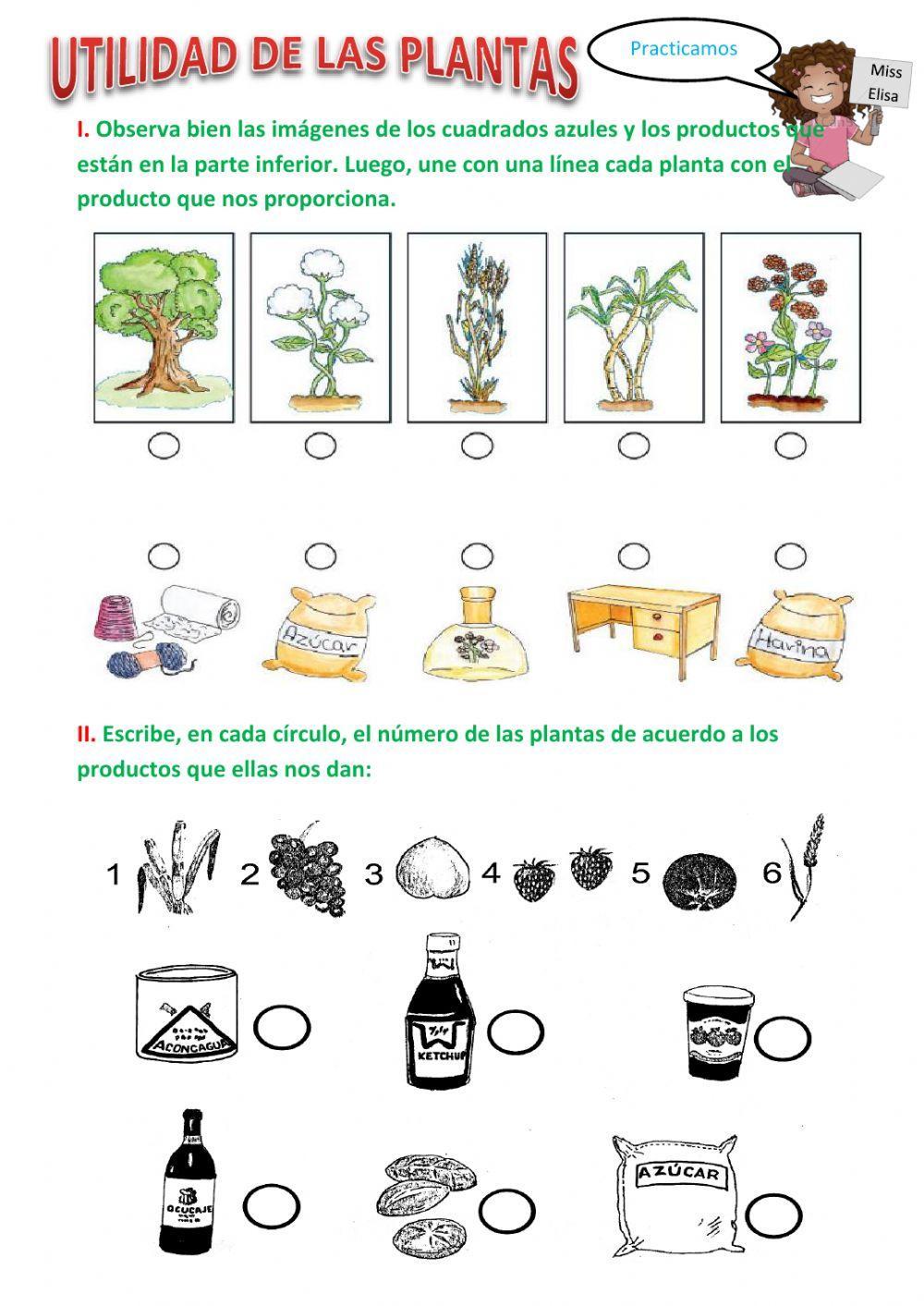 Clasificación de las plantas según su utilidad