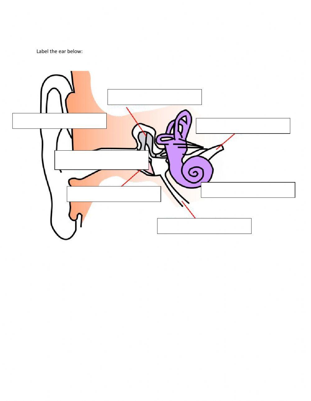 Parts of the ear