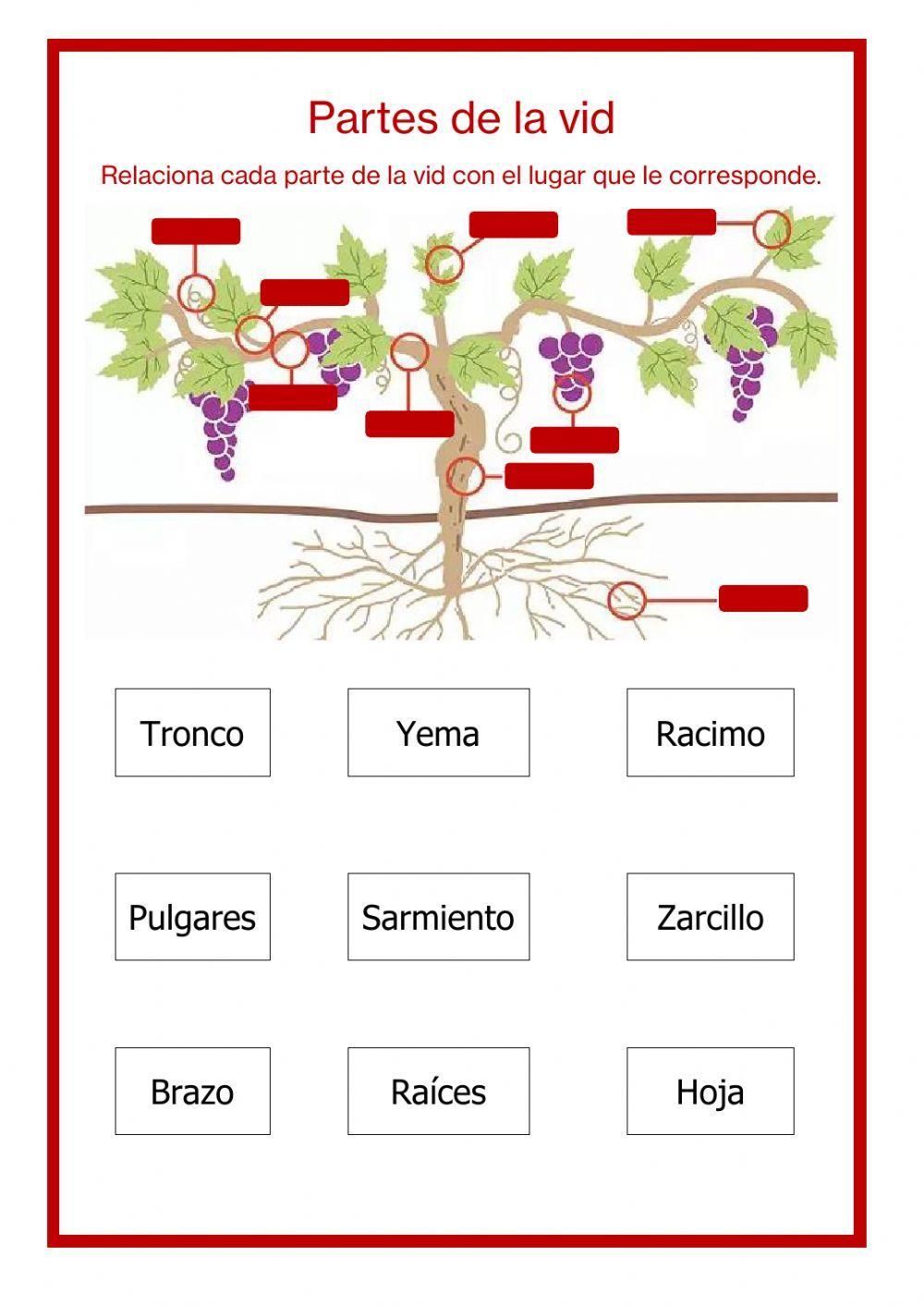 Partes de la vid