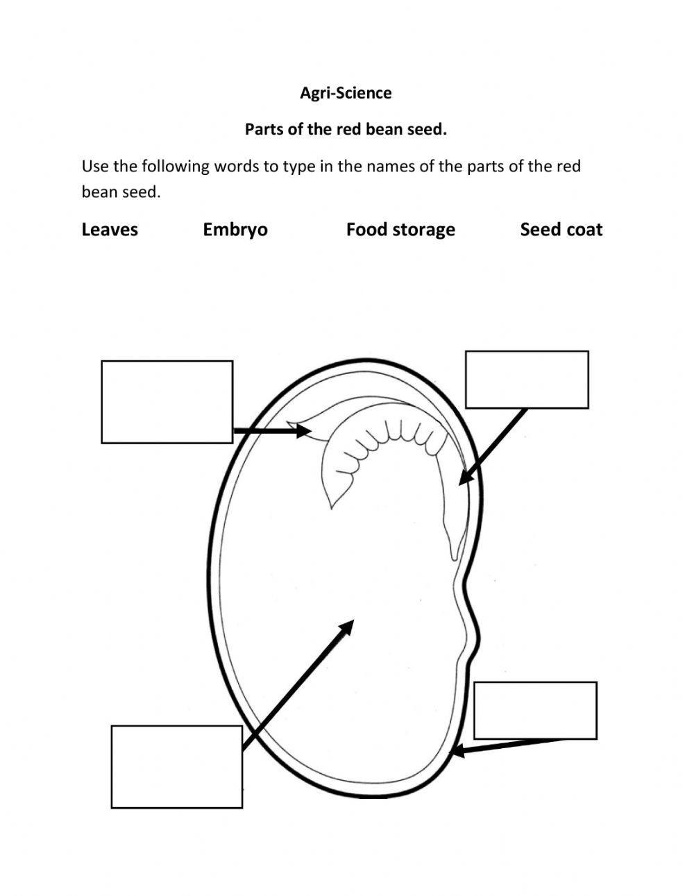 Parts of the red bean seed