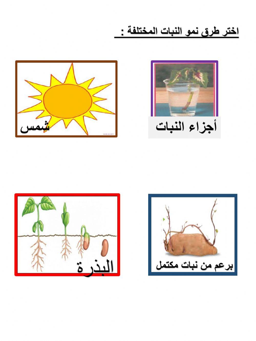 طرق نمو النباتات