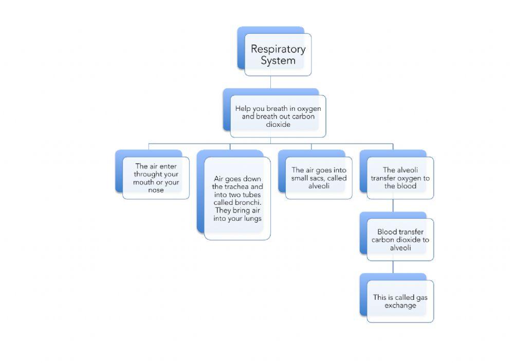 Respiratory System scheme