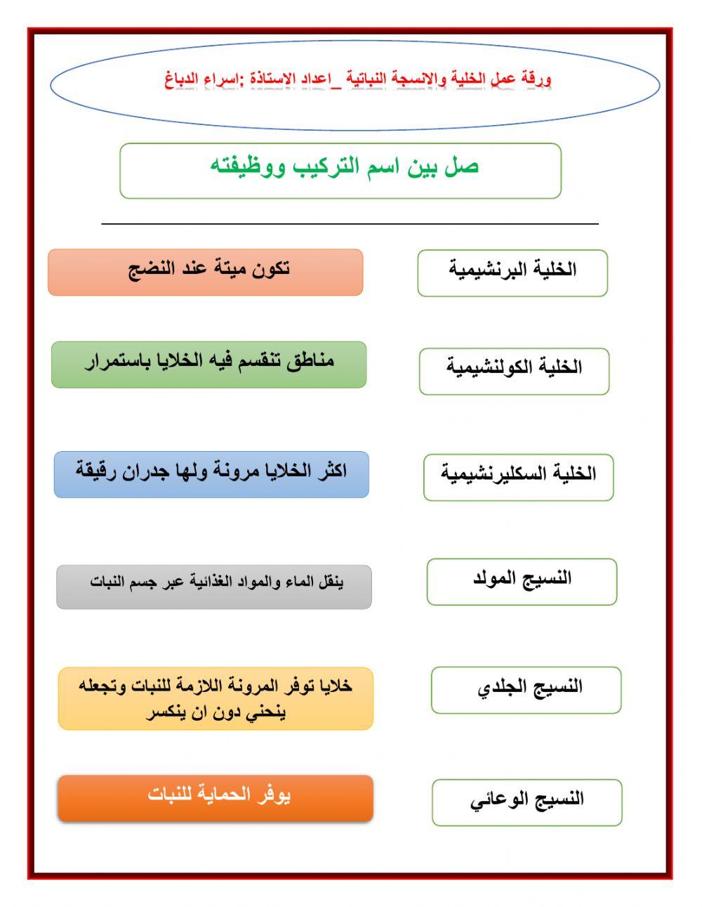 ورقة عمل الخلايا والانسجة النباتية