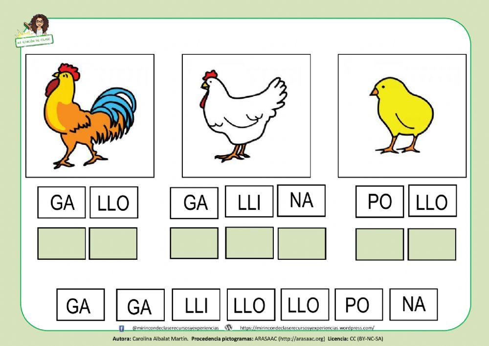 GALLO, GALLINA y POLLO