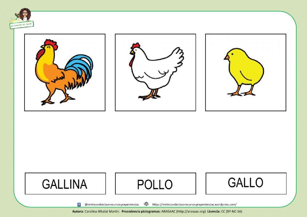 GALLO, GALLINA y POLLO