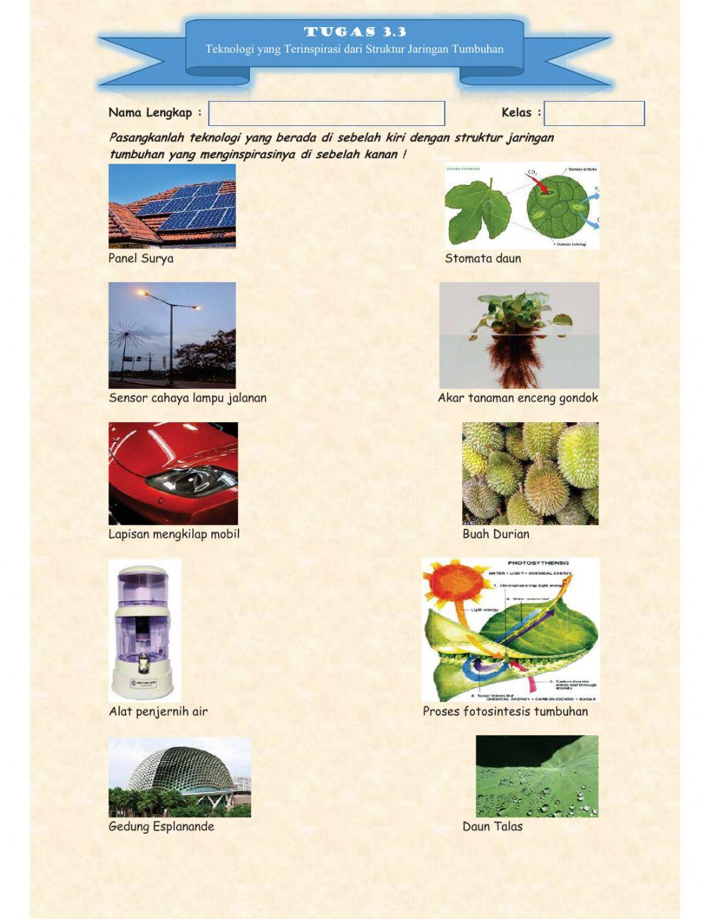 Teknologi yang Terinspirasi dari Struktur Jaringan Tumbuhan