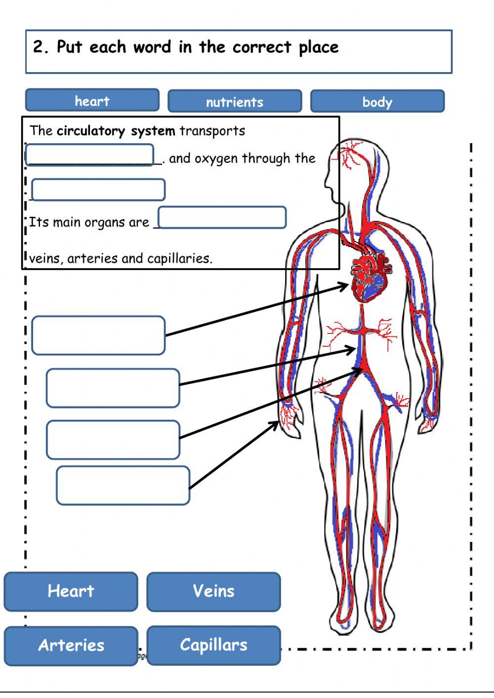406128 Circulatory System Andreanache 406128 Circulatory System Andreanache