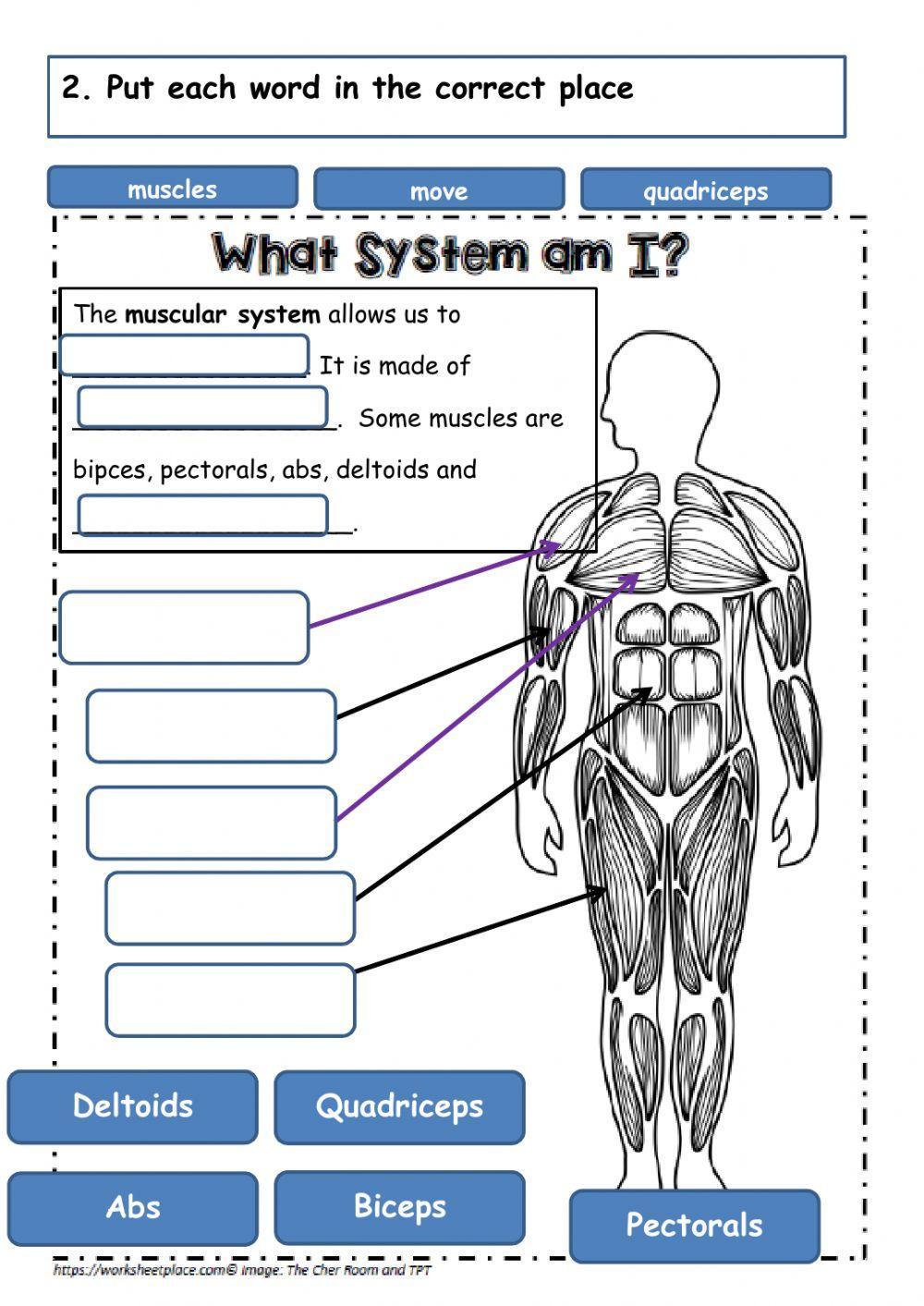 muscular-system-live-worksheets