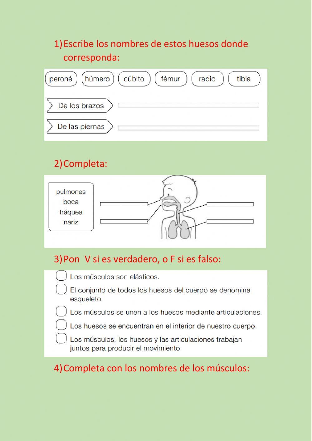 Músculos y huesos 2º