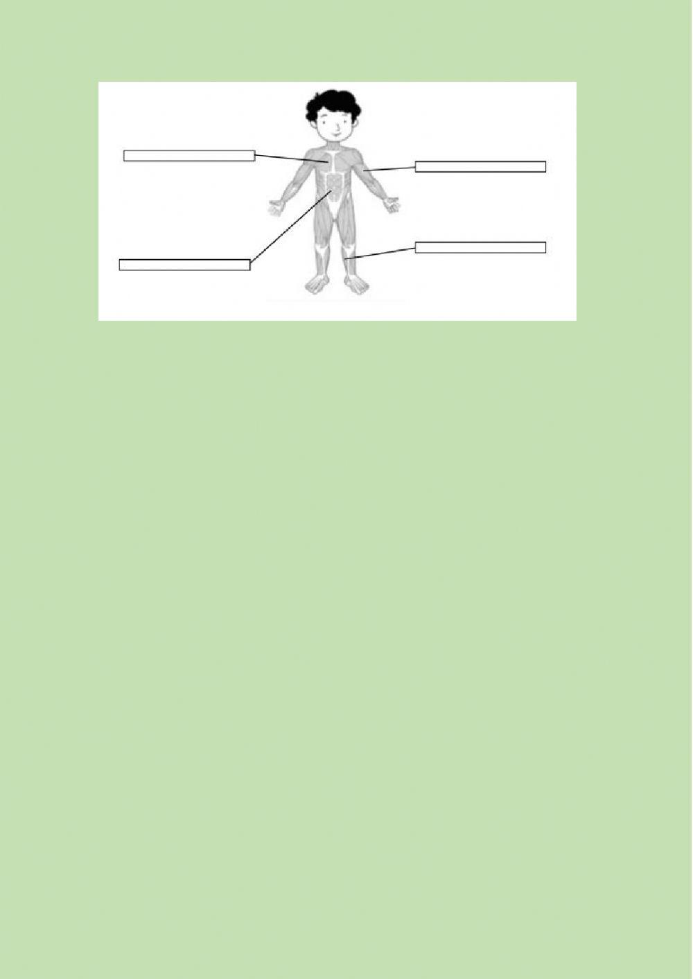 Músculos y huesos 2º