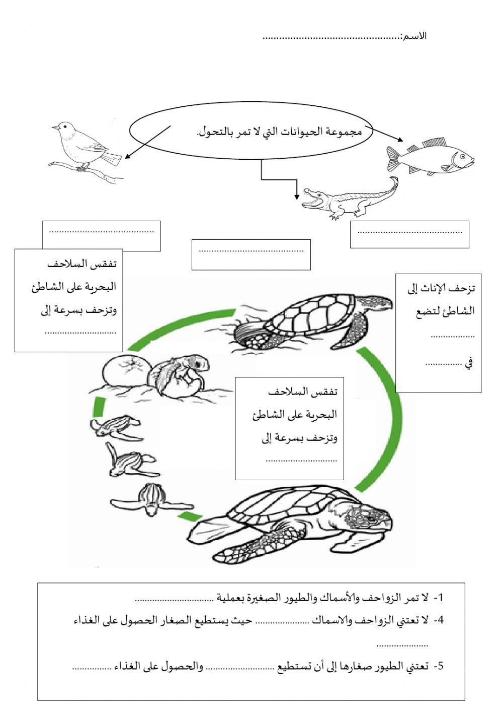 دورة حياة الحيوانات