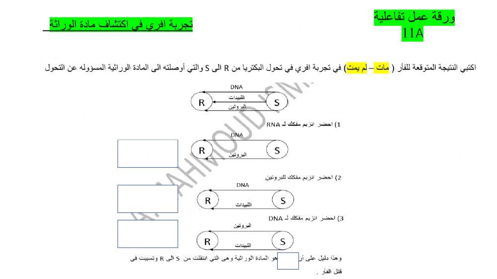 الوراثة الجزيئية