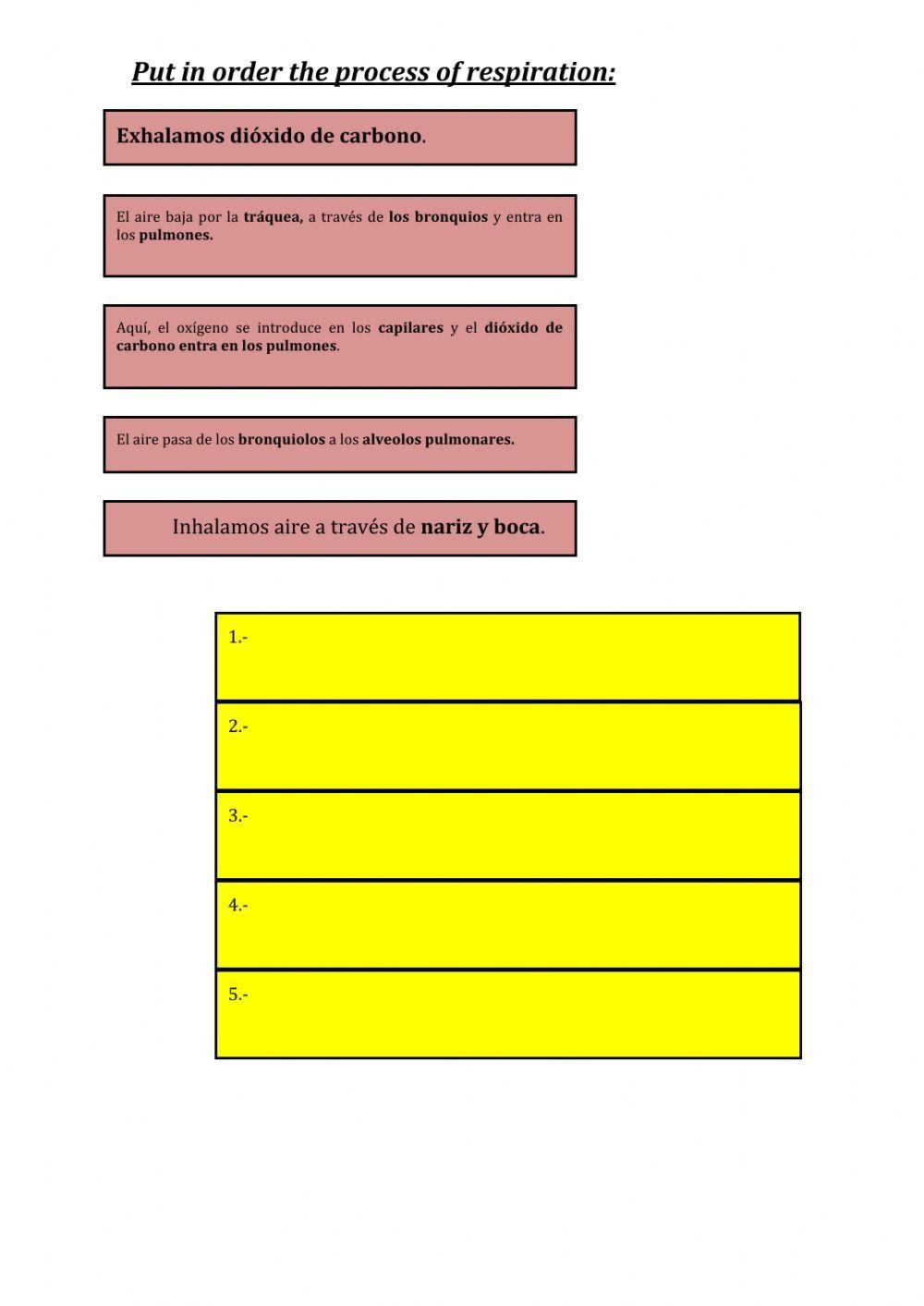 The process of respiration
