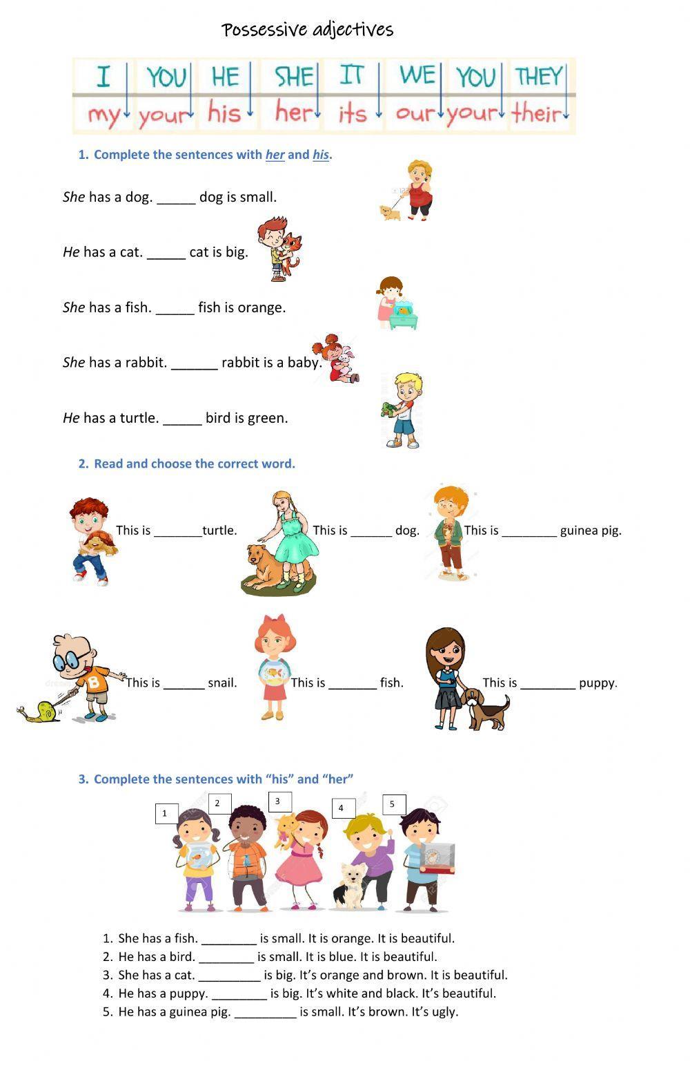 Possessive adjectives his and her