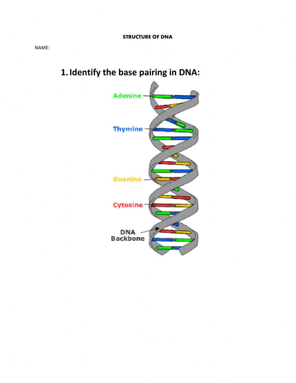 DNA BASE PAIRING online exercise for Live Worksheets