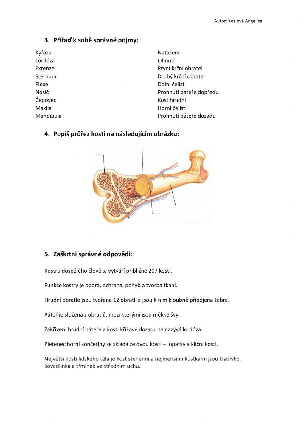Pracovní list- Kostra člověka