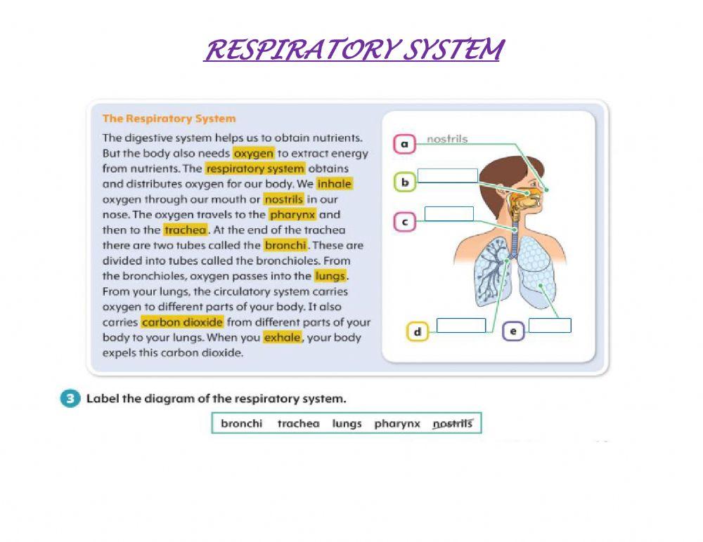 Respiratory system